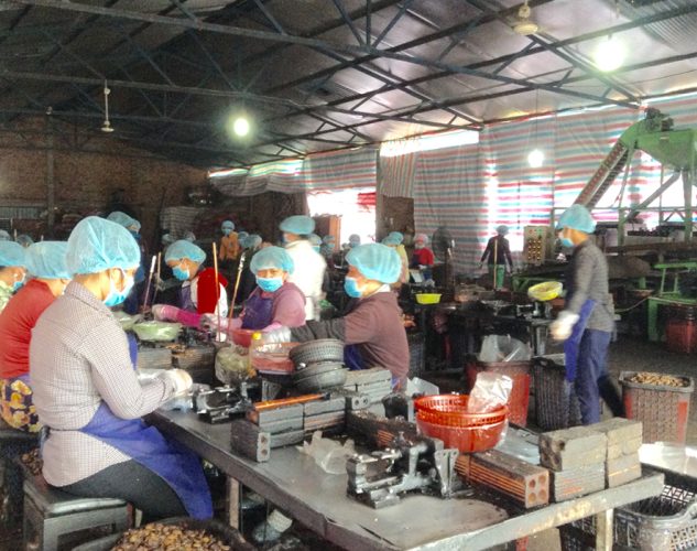 Cutting Cashews By Hand