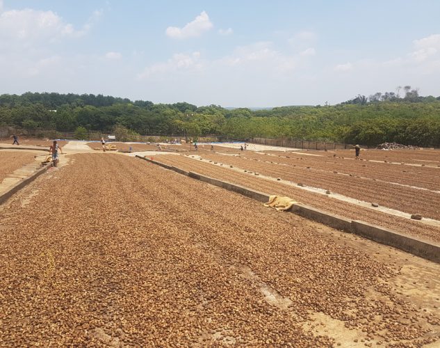 drying out harvested cashews in field