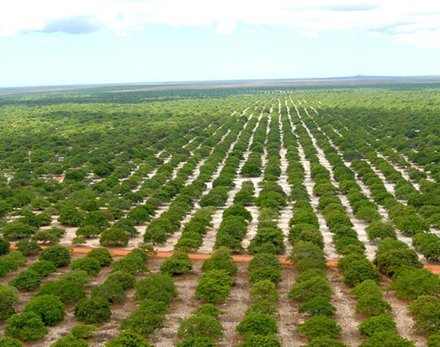 Cashew Farm Brazil