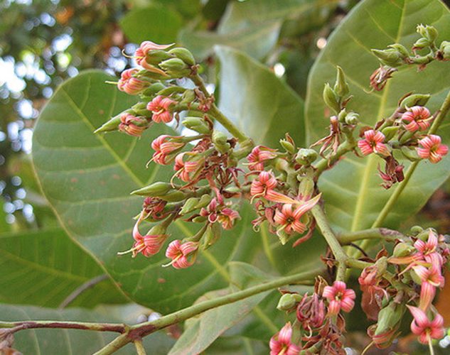 Cashew Blossoms