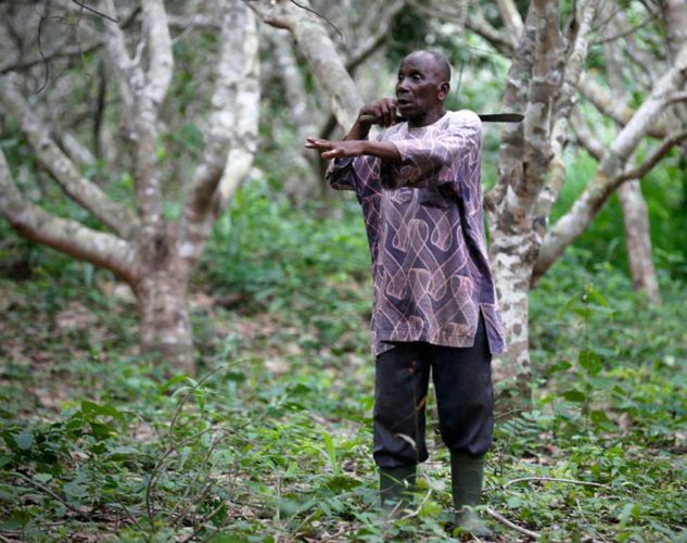 Cashew Plantation Africa