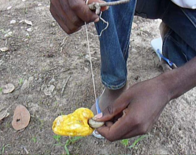 Cashew Harvesting String