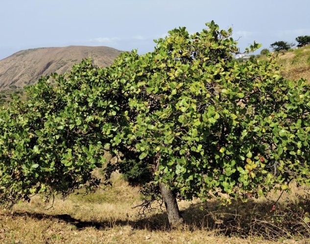 Cashew Tree