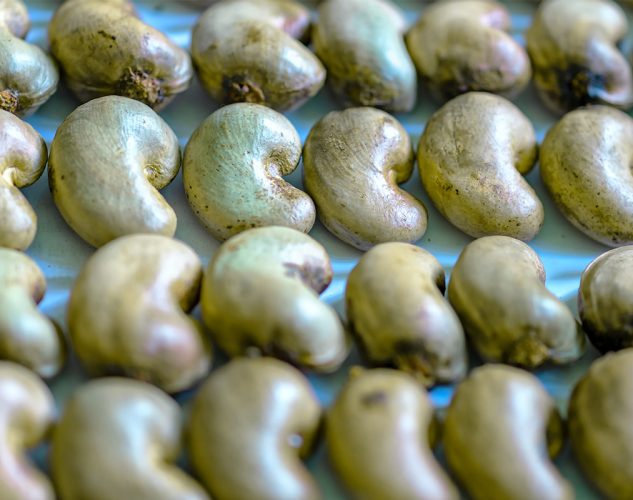 Cashew Harvesting Drying