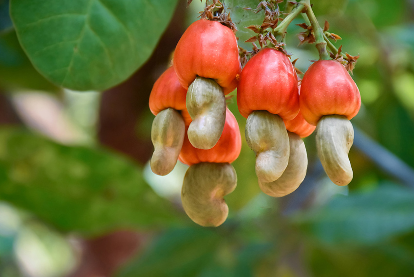 cashew plant before harvesting