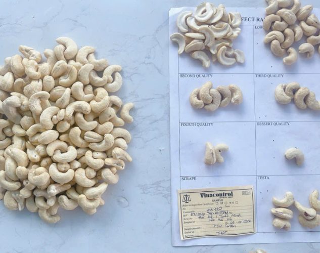 sorting and grading cashews
