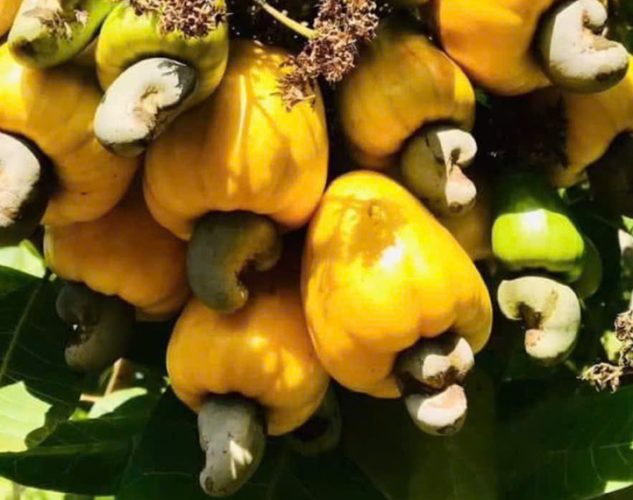 cashew apples hanging from tree