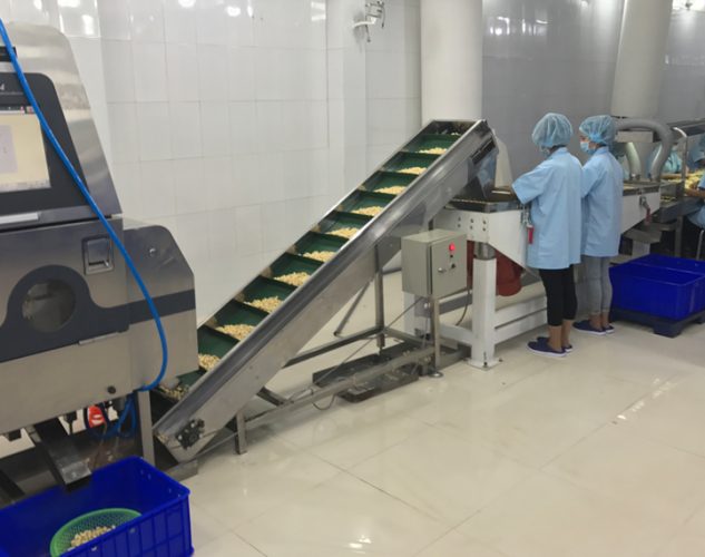 cashews in facility on conveyor belt