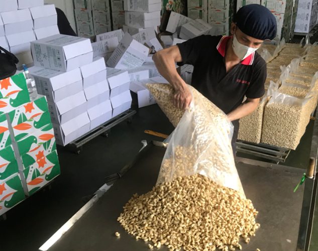 emptying bag of harvested and packaged cashews